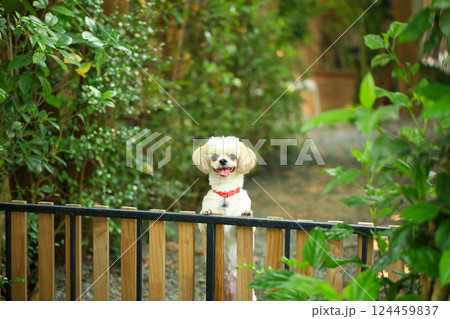 A handsome shih tzu dog is acting curious in the garden, getting groomed. 124459837