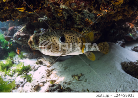 Fugu fish swims close up under coral reef rock in tropical sea Fugu fish swims close up under coral reef rock in tropical sea 124459933
