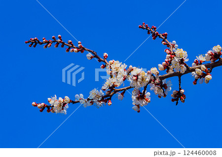 Spring bright flowering branches of apple trees, Rosaceae family: cherry, apple, apricot and other plants on blue clear sky background. The onset of spring, a change of time, a new life 124460008