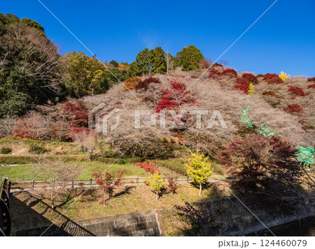 川見四季桜の里の景色 川見四季桜の里の景色 124460079