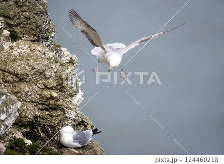 Northern fulmar in flight along coastal cliffs Northern fulmar in flight along coastal cliffs 124460218