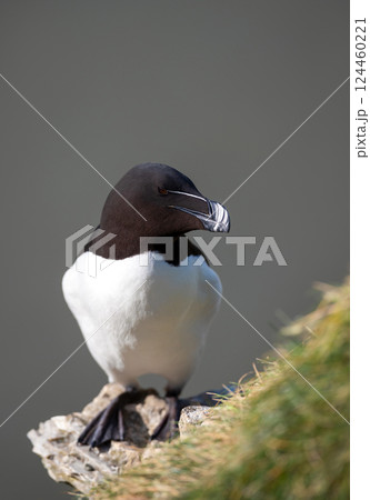 Portrait of a Razorbill perched on a sea cliff 124460221