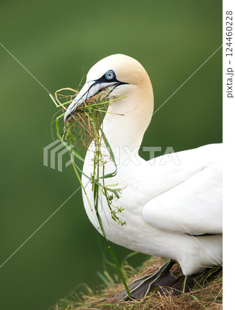 Portrait of a Northern gannet carrying nesting material in its beak Portrait of a Northern gannet carrying nesting material in its beak 124460228