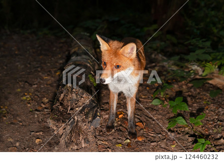Portrait of a cute red fox standing in a forest at night Portrait of a cute red fox standing in a forest at night 124460232