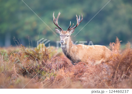 Red deer stag standing in bracken during the rut in autumn 124460237