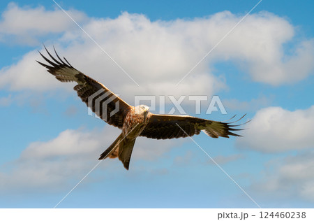 Portrait of a red kite in flight against blue sky 124460238