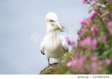 Portrait of a Northern gannet carrying nesting material in its beak 124460240