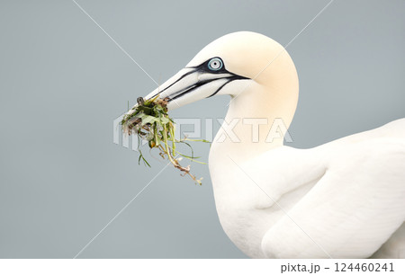 Portrait of a Northern gannet carrying nesting material in its beak Portrait of a Northern gannet carrying nesting material in its beak 124460241