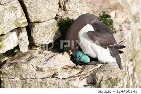 Common guillemot nesting and protecting its egg on a sea cliff 124460243