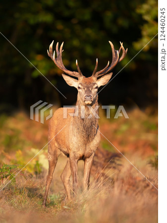 Red deer stag standing in a meadow during the rut in autumn 124460245