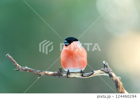 Eurasian bullfinch perched on a tree branch against clear green background Eurasian bullfinch perched on a tree branch against clear green background 124460294