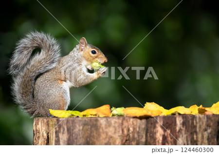 Grey squirrel eating green hazelnuts on a tree stump in autumn 124460300