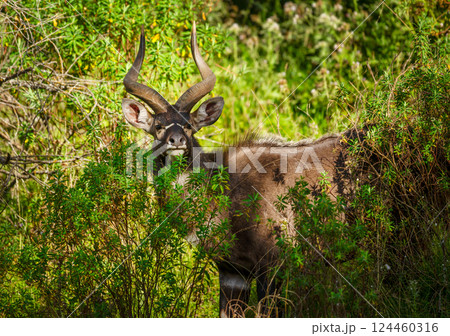 Portrait of a Mountain Nyala standing in a forest 124460316