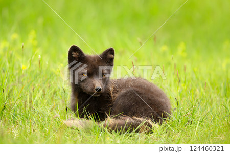 Arctic fox female lying in a meadow Arctic fox female lying in a meadow 124460321