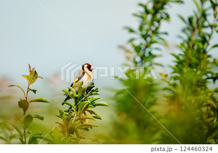 European goldfinch perched on a tree branch 124460324