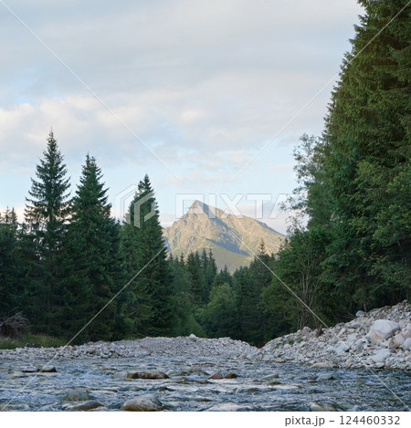 Forest river flowing, coniferous trees on both sides, mount Krivan peak (Slovak symbol) with summer evening clouds above in distance 124460332