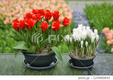 Easter pots with red tulips and white crocuses. Flowers delivery 124460693