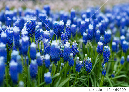 Blue muscari spring carpet Keukenhof, Holland Background 124460699
