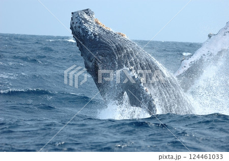 ザトウクジラのブリーチング ザトウクジラのブリーチング 124461033