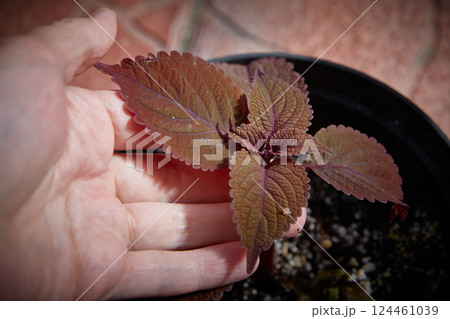 Coleus Blumei Plectranthus scutellarioides. Name of the plant variety Keystone Copper. Coleus leaves in hand close-up. Coleus Blumei Plectranthus scutellarioides. Name of the plant variety Keystone Copper. Coleus leaves in hand close-up. 124461039