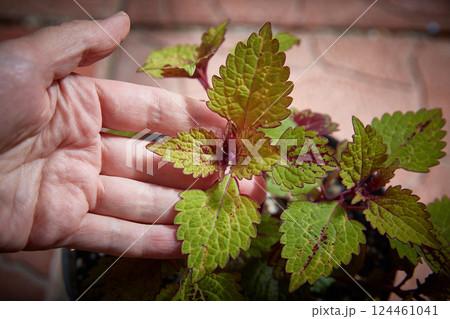 Coleus Blumei Plectranthus scutellarioides. Name of the plant variety Spicy. Coleus leaves in hand close-up 124461041