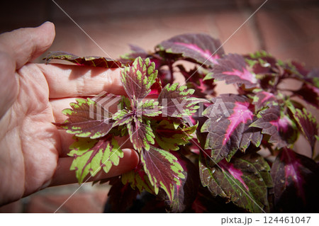 Coleus Blumei Plectranthus scutellarioides. Name of the plant variety Royalty. Coleus leaves in hand close-up 124461047