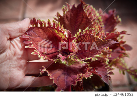 Coleus Blumei Plectranthus scutellarioides. Name of the plant variety King Krab. Coleus leaves in hand close-up. Coleus Blumei Plectranthus scutellarioides. Name of the plant variety King Krab. Coleus leaves in hand close-up. 124461052