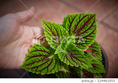 Coleus Blumei Plectranthus scutellarioides. Name of the plant variety Spacecake. Coleus leaves in hand close-up. Coleus Blumei Plectranthus scutellarioides. Name of the plant variety Spacecake. Coleus leaves in hand close-up. 124461055