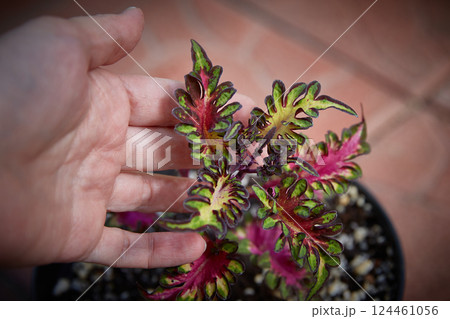 Coleus Blumei Plectranthus scutellarioides. Name of the plant variety Ecstasy. Coleus leaves in hand close-up. Coleus Blumei Plectranthus scutellarioides. Name of the plant variety Ecstasy. Coleus leaves in hand close-up. 124461056