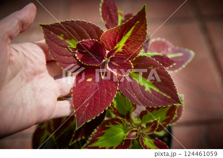 Coleus Blumei Plectranthus scutellarioides. Name of the plant variety Stained Glassworks Velvet. Coleus leaves in hand close-up. Coleus Blumei Plectranthus scutellarioides. Name of the plant variety Stained Glassworks Velvet. Coleus leaves in hand close-up. 124461059