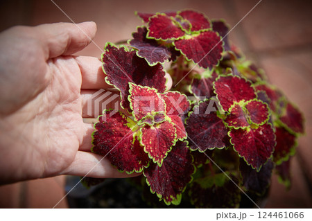 Coleus Blumei Plectranthus scutellarioides. Name of the plant variety Trailing Burgundy. Coleus leaves in hand close-up. Coleus Blumei Plectranthus scutellarioides. Name of the plant variety Trailing Burgundy. Coleus leaves in hand close-up. 124461066