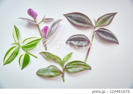 A set of slices of houseplants of tradescantia of different varieties. A set of slices of houseplants of tradescantia of different varieties. 124461078