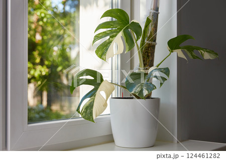A flower in a pot on the window in a pot with automatic watering. Beautiful white monstera deliciosa var. borsigiana alba is a variety of variegata alba houseplant with leaves with a beautiful pattern 124461282