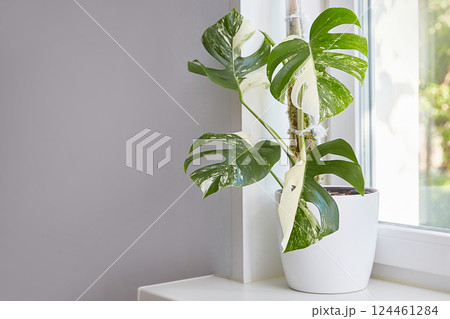 A rare flower on the window. Variegate monstera alba. Copy space A rare flower on the window. Variegate monstera alba. Copy space 124461284