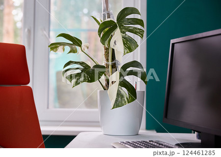 Variegate monstera alba. A rare plant in the interior next to a computer desk. Variegate monstera alba. A rare plant in the interior next to a computer desk. 124461285