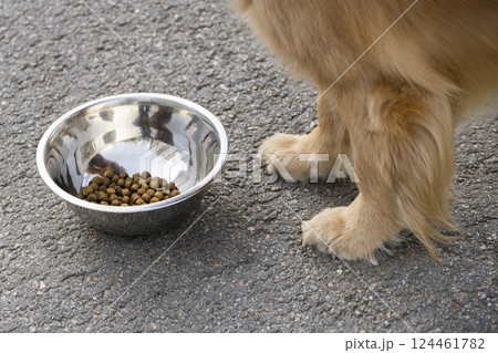 a bowl of food stands at the paws of a red dog 124461782