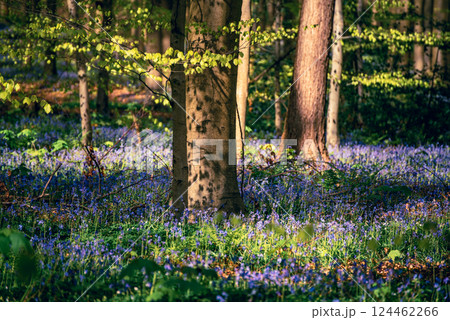 Blossoming lovely spring violet-blue forest flowers - common bluebells or hyacinthoides, Belgium 124462266