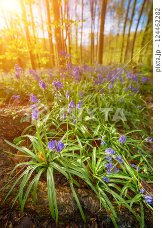 Blossoming lovely spring violet-blue flowers - common bluebells or hyacinthoides, Belgium 124462282