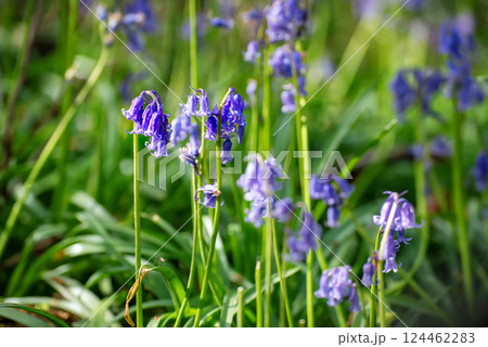 Blossoming lovely spring violet-blue flowers - common bluebells or hyacinthoides, Belgium 124462283