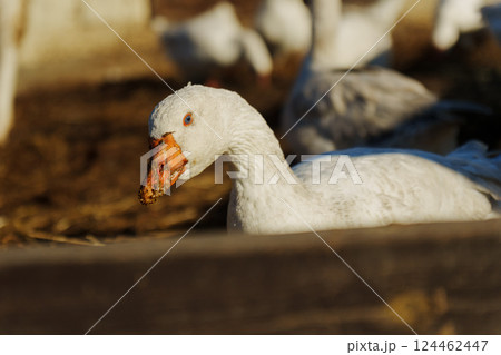 Elegant geese stroll across a muddy farmyard under the warm glow of a setting sun, capturing a moment of tranquil rural life 124462447