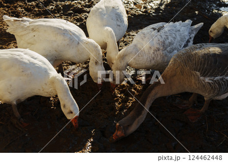 Geese foraging in a sunlit farmyard during early morning hours fosters a serene rural atmosphere 124462448