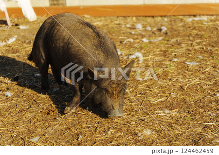 A small pig digs through the soft ground, uncovering treasures beneath the surface. A small pig digs through the soft ground, uncovering treasures beneath the surface. 124462459