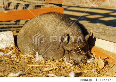 A playful pig wanders through a sun-drenched farmyard, snuffling and digging in the warm earth beneath its trotter. 124462471