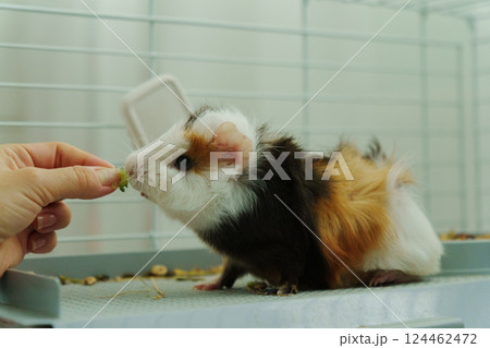 Gentle hand offers a crisp slice of cucumber, the inquisitive guinea pig emerges, savoring the refreshing treat with delight 124462472