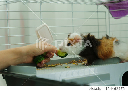 Guinea pig peeks out of its cozy habitat while enjoying a refreshing slice of cucumber in the early 124462473