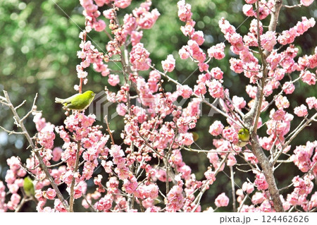 うめじろー 2 うめじろー 2 124462626