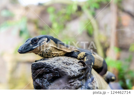 Portrait of a monitor lizard sitting on a tree in nature 124462714