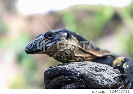 Portrait of a monitor lizard sitting on a tree in nature Portrait of a monitor lizard sitting on a tree in nature 124462731