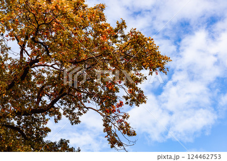 Beautiful autumn landscape with yellow leaves of trees and blue sky on a sunny day 124462753