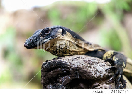 Portrait of a monitor lizard sitting on a tree in nature Portrait of a monitor lizard sitting on a tree in nature 124462754